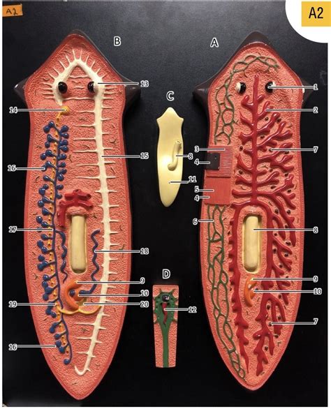 Planarian Diagram Diagram Quizlet