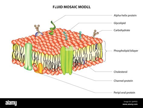 Canale Proteico Transmembrana Immagini E Fotografie Stock Ad Alta