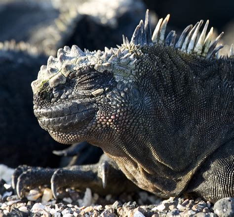 Real Monstrosities: Marine Iguana