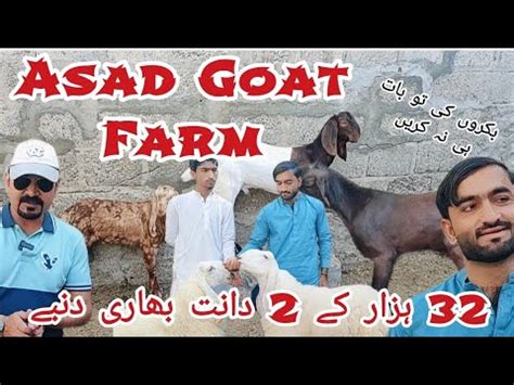 asad goat farm bhai maan gaya chupa hwa maal bahir laya ha youtube