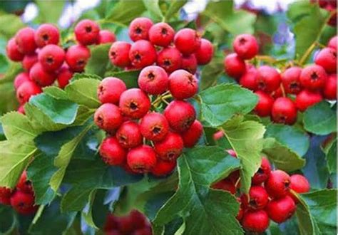 hawthorn distribution  wholesale bb polish distributor  raw