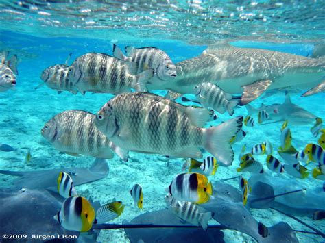 snorkeling  bora bora  bucket full  fish snorkeling flickr