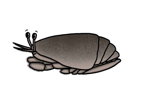 sand mole crab 2
