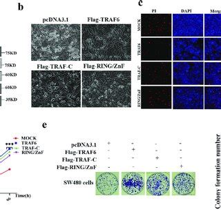 traf promotes colorectal cancer cell proliferation  inhibiting