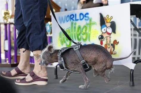 As Es Scooter Campe N Del Premio Al Perro M S Feo Del Mundo