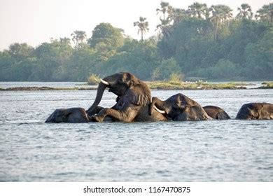 Elephants Having Sex Zambezi River Above Stock Photo Shutterstock