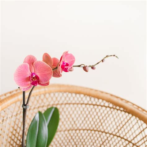 Are Orchids Safe For Dogs