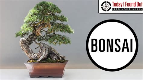 Explore The Beauty Of Bonsai Trees At Amazing Bonsai Trees Blog Bonsai