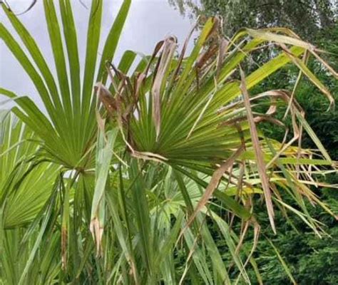 Chinese Waaierpalm Cm Stamhoogte Trachycarpus Fortunei Cm