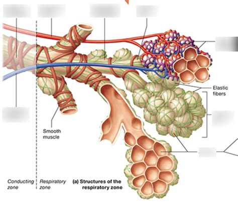 Anatomy Of Respiratory Zone Diagram Quizlet