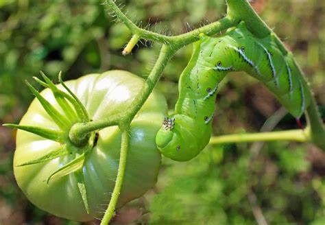Tomato Hornworm Pictures - AZ Animals