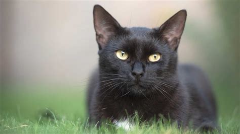 Características de los gatos negros Cuánto los conoces