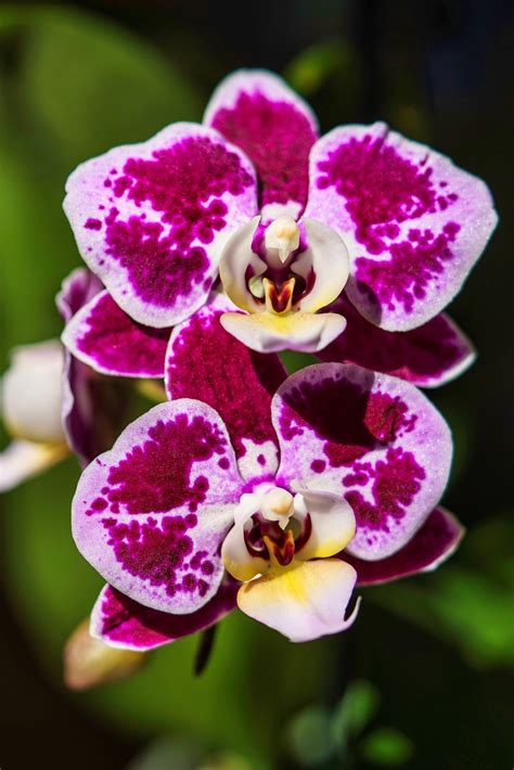 Orchideen Blumen Bl Te Kostenloses Foto Auf Pixabay Pixabay