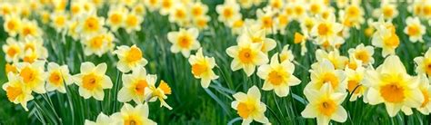 Daffodil Symbolism - Meaning - Legends - Superstitions