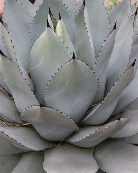 Whale's Tongue Agave - Nativo Gardens