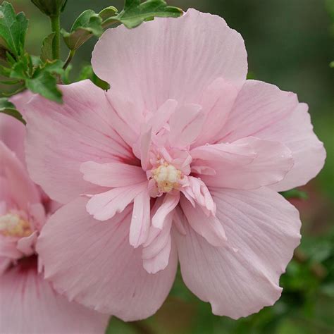 Пинк Шифон 'Pink Chiffon' | Кубаньсад