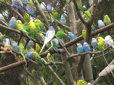 budgies  awesome introduction