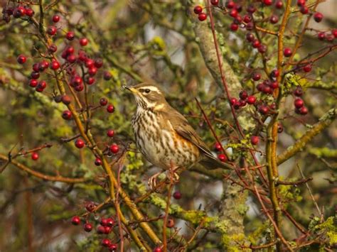 Autumn Wildlife to Watch Out For