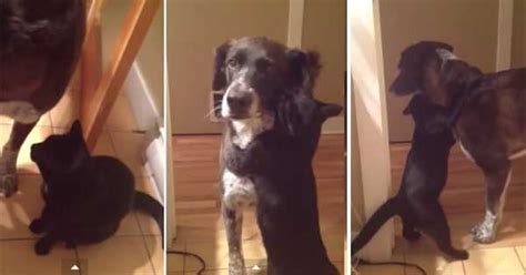 Una Amistad Genuina Un Gato Abraza A Su Amigo Perro Después De No
