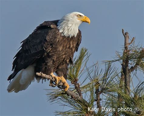 Bald Eagle Diet In Captivity Oto - contactgala