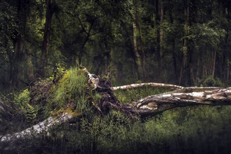 Fondos De Pantalla Madera Rboles R Stico Fotograf A Plantas Al