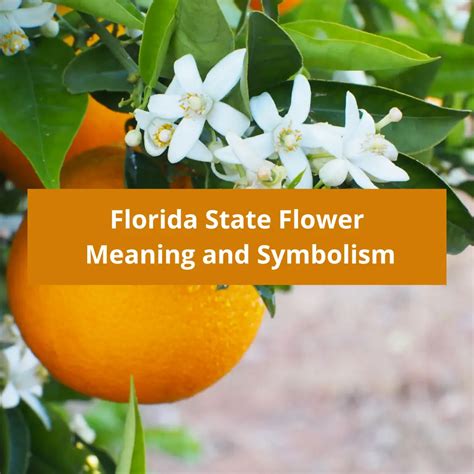 Florida State Flower: Orange Blossom, Meaning and Symbolism