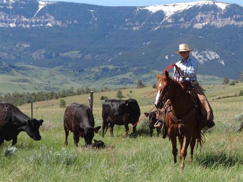 Cattle Drives in Montana- Gallery - Dryhead Ranch