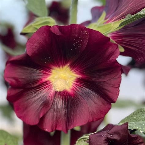 Organic Midnight Black Hollyhock Fruition Seeds