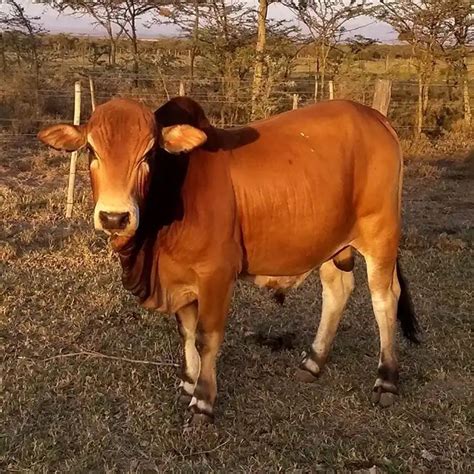 Pregnant Jersey Cows Live Brahman Bonsmara Nguni Holstein For Sale