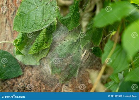 Parasitic Oak Procession Moth Caterpillars On An Infected Tree Stock