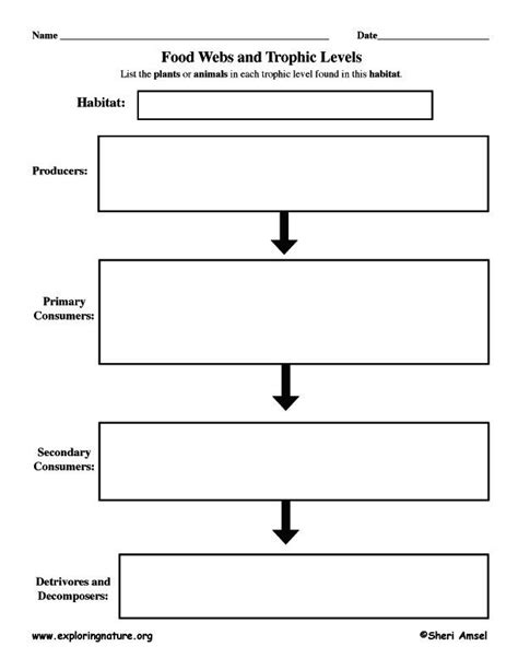 Graphic Organizer For Food Chain Science Pinterest