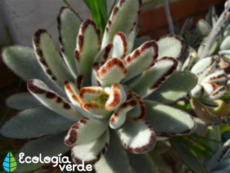 Planta Kalanchoe Cuidados Y Para Qu Sirve