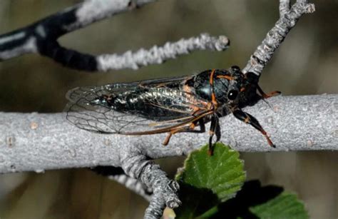 Cicadas Agricultural Biology