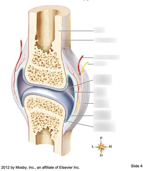 Biology- 7-25 Diathrotic Joint Structure Diagram | Quizlet