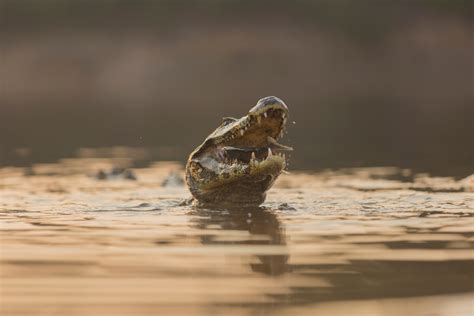 Caiman | Animal Kingdom