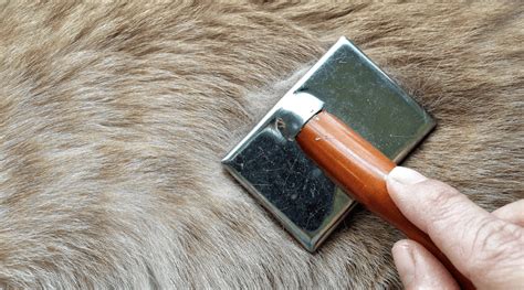 how to get rid of dog dandruff fast