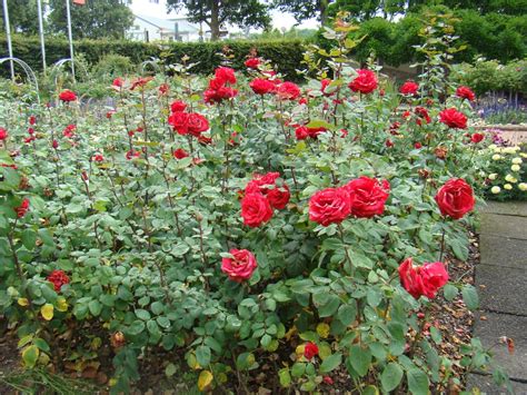 Grande Amore | Lens Roses