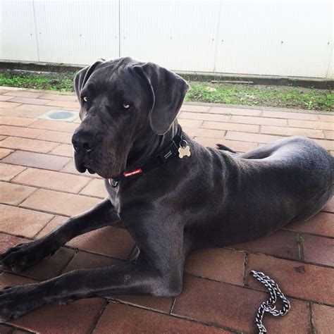 cane corso great dane mix size