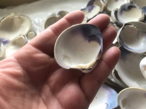 Quahog Shells W Wampum Etsy