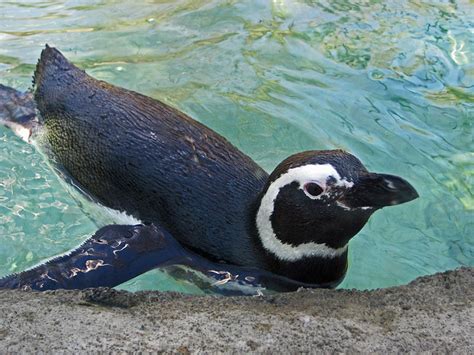 Can Penguins Survive In Warm Weather? - Penguins Blog