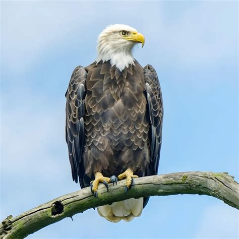 big bird american eagle photo premium ai generated image