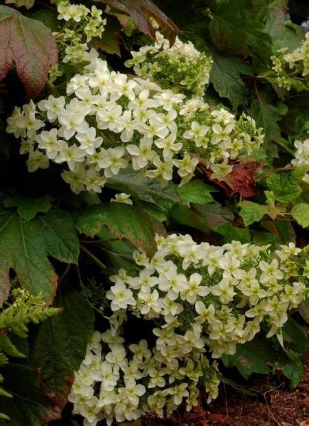 Hydrangea Quercifolia Snowflake Brido Minier Solution Pro