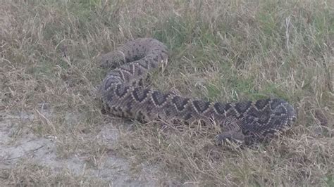 Florida Woman Shares Photos Video Of Giant Rattlesnake Found