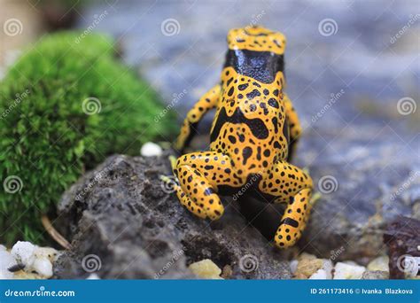 Red Headed Poison Dart Or Arrow Frog Ranitomeya Fantastica Caynarichi