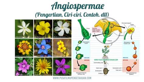 Detail Contoh Tumbuhan Angiospermae Dan Gymnospermae Koleksi Nomer 16