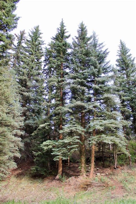 Tall Pine Trees Standing In The Forest Close Up Stock Image Image Of