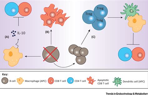 Immune And Pancreatic β Cell Interactions In Type 1 Diabetes Trends In