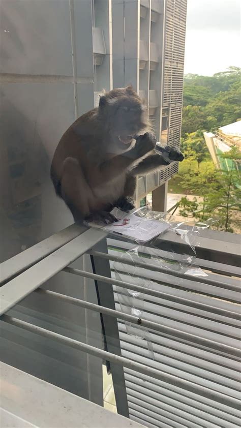 Hungry monkeys steal student's brand-new tablet thinking it's actual ...