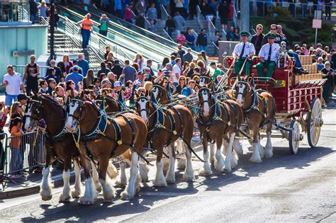 Las Vegas Kicks Off Big Game Weekend With Famous Budweiser Clydesdales