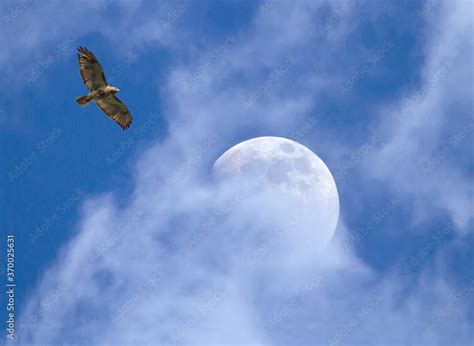 Soaring Red-Tailed Hawk Stock Photo | Adobe Stock